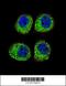 Arrestin Beta 1 antibody, 56-170, ProSci, Immunofluorescence image 