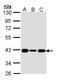 Cyclin Dependent Kinase 7 antibody, LS-C109469, Lifespan Biosciences, Western Blot image 