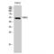 VRK Serine/Threonine Kinase 3 antibody, LS-C386649, Lifespan Biosciences, Western Blot image 