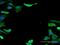 Tubulin Alpha 1b antibody, H00010376-M12, Novus Biologicals, Immunofluorescence image 