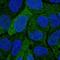 DHEA-ST antibody, NBP2-32604, Novus Biologicals, Immunofluorescence image 