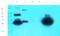 Galectin 3 antibody, orb382145, Biorbyt, Western Blot image 