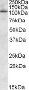 Oxysterol Binding Protein Like 5 antibody, PA5-18221, Invitrogen Antibodies, Western Blot image 