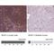 Ras Homolog Family Member F, Filopodia Associated antibody, NBP2-62699, Novus Biologicals, Immunohistochemistry paraffin image 