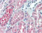 OCRL Inositol Polyphosphate-5-Phosphatase antibody, 51-968, ProSci, Immunohistochemistry frozen image 