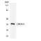 Olfactory Receptor Family 9 Subfamily G Member 1 antibody, LS-C200435, Lifespan Biosciences, Western Blot image 