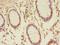 Transmembrane P24 Trafficking Protein 3 antibody, LS-C380366, Lifespan Biosciences, Immunohistochemistry frozen image 