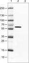 Occludin antibody, NBP2-52972, Novus Biologicals, Western Blot image 