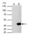 Aurora A antibody, PA5-34700, Invitrogen Antibodies, Immunoprecipitation image 
