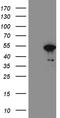 FOXP3 antibody, LS-C795514, Lifespan Biosciences, Western Blot image 