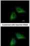 Presenilin 1 antibody, PA5-30585, Invitrogen Antibodies, Immunofluorescence image 