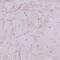 Galectin 9 antibody, NBP2-33484, Novus Biologicals, Immunohistochemistry paraffin image 