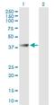 Abhydrolase Domain Containing 1 antibody, H00084696-B01P, Novus Biologicals, Western Blot image 