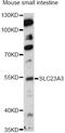 Solute Carrier Family 23 Member 3 antibody, LS-C749944, Lifespan Biosciences, Western Blot image 