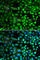 Eukaryotic Translation Initiation Factor 5A antibody, A2016, ABclonal Technology, Immunofluorescence image 