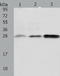 AlkB Homolog 2, Alpha-Ketoglutarate Dependent Dioxygenase antibody, TA321252, Origene, Western Blot image 