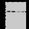 Leupaxin antibody, 202234-T44, Sino Biological, Western Blot image 