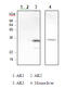 Triokinase And FMN Cyclase antibody, LS-B6683, Lifespan Biosciences, Western Blot image 