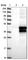 Harbinger Transposase Derived 1 antibody, HPA038671, Atlas Antibodies, Western Blot image 