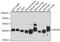 Isocitrate Dehydrogenase (NAD(+)) 3 Beta antibody, 15-180, ProSci, Western Blot image 