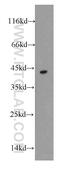 Death Associated Protein Kinase 2 antibody, 20048-1-AP, Proteintech Group, Western Blot image 