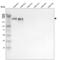 Laminin Subunit Alpha 4 antibody, MA5-24650, Invitrogen Antibodies, Western Blot image 