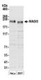 Membrane Associated Guanylate Kinase, WW And PDZ Domain Containing 3 antibody, A305-190A, Bethyl Labs, Western Blot image 