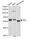 Interferon Regulatory Factor 5 antibody, MBS128124, MyBioSource, Western Blot image 