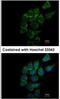 CMP-N-acetylneuraminate-beta-galactosamide-alpha-2,3-sialyltransferase 1 antibody, NBP1-31449, Novus Biologicals, Immunocytochemistry image 