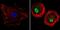 Nuclear Receptor Subfamily 1 Group H Member 3 antibody, PA1-330, Invitrogen Antibodies, Immunofluorescence image 