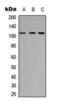 Rho guanine nucleotide exchange factor 2 antibody, orb393211, Biorbyt, Western Blot image 