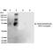 Malondialdehyde antibody, MA5-27559, Invitrogen Antibodies, Western Blot image 