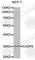 Caspase 6 antibody, A0891, ABclonal Technology, Western Blot image 