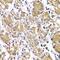 Diacylglycerol Kinase Epsilon antibody, MBS9128760, MyBioSource, Immunohistochemistry paraffin image 