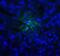 T Cell Immunoreceptor With Ig And ITIM Domains antibody, SD8824, ProSci, Immunofluorescence image 