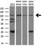 Dipeptidyl Peptidase 8 antibody, M05875, Boster Biological Technology, Western Blot image 