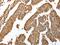 Ankyrin Repeat And SOCS Box Containing 9 antibody, PA5-51239, Invitrogen Antibodies, Immunohistochemistry frozen image 