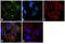 Tubulin Beta 2A Class IIa antibody, PA5-27108, Invitrogen Antibodies, Immunofluorescence image 