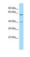 Synaptotagmin 10 antibody, orb326686, Biorbyt, Western Blot image 