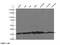 Tyrosine 3-Monooxygenase/Tryptophan 5-Monooxygenase Activation Protein Theta antibody, 14503-1-AP, Proteintech Group, Western Blot image 