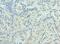 Enhancer Of Zeste 1 Polycomb Repressive Complex 2 Subunit antibody, LS-C378984, Lifespan Biosciences, Immunohistochemistry frozen image 