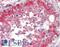 Ephrin B2 antibody, LS-B16452, Lifespan Biosciences, Immunohistochemistry paraffin image 