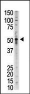 Growth Differentiation Factor 2 antibody, PA5-11931, Invitrogen Antibodies, Western Blot image 