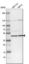 Septin 2 antibody, PA5-53814, Invitrogen Antibodies, Western Blot image 