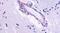 Cholinergic Receptor Muscarinic 5 antibody, PA5-33435, Invitrogen Antibodies, Immunohistochemistry frozen image 