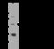 ATPase H+/K+ Transporting Non-Gastric Alpha2 Subunit antibody, 103497-T40, Sino Biological, Western Blot image 