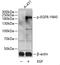 EGFR antibody, AE00212, Aeonian Biotech, Western Blot image 