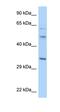 BUD23 RRNA Methyltransferase And Ribosome Maturation Factor antibody, orb331195, Biorbyt, Western Blot image 