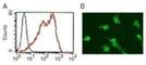 CD209 Molecule antibody, DDX0207A647, Novus Biologicals, Western Blot image 