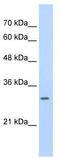 Stem-Loop Binding Protein antibody, TA345971, Origene, Western Blot image 